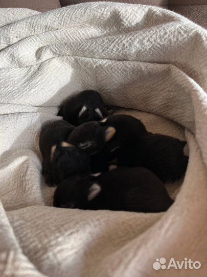 Карликовые и декоративные кролики из питомника