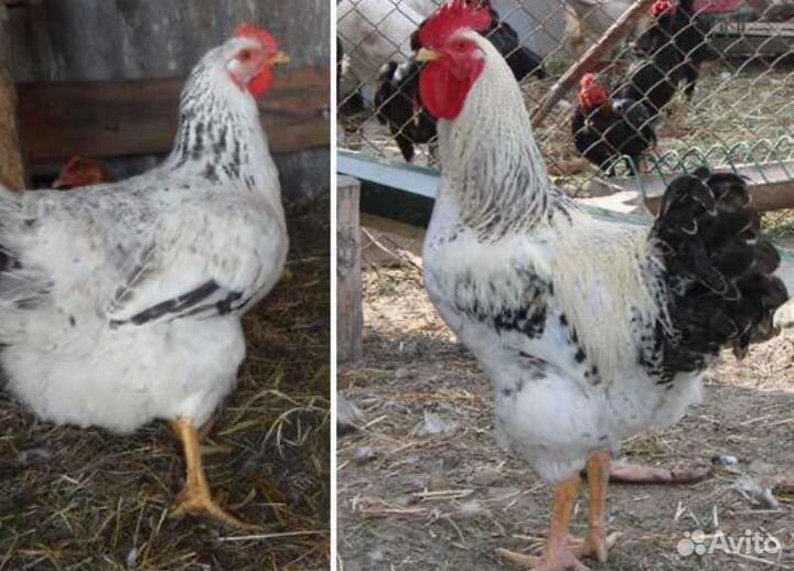 Цветной бройлер Мастер Грей