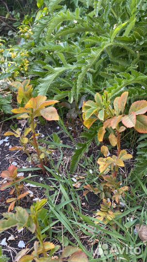 Роза кустовая