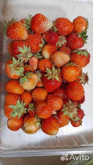 Клубника ремонтантная