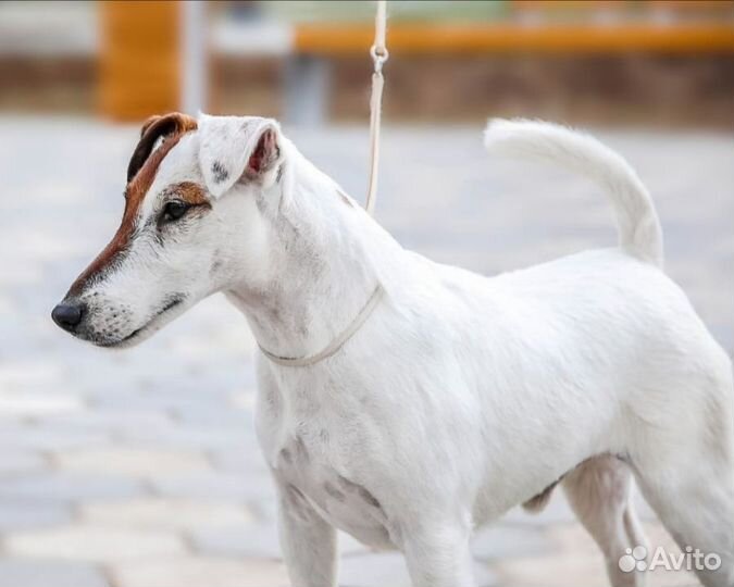 Фокстерьер щенки