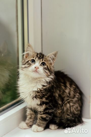 Котенок мальчик ищет дом