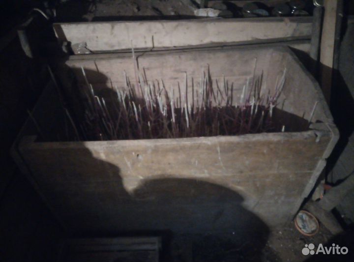 Картошка на посадку