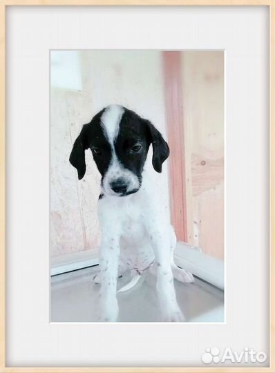 Вислоушка ) в добрые руки