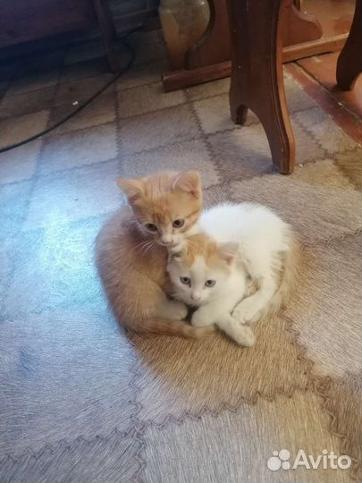 Котята сибирской кошки