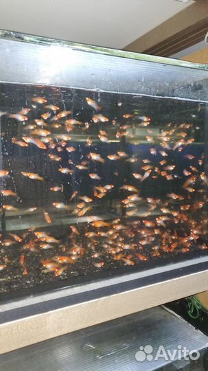 Аквариумные рыбки оптом