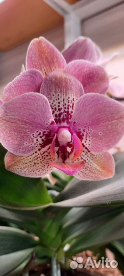 Орхидея фаленопсис