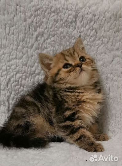 Британские котята