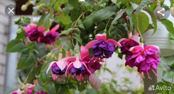 Фуксии сортовые