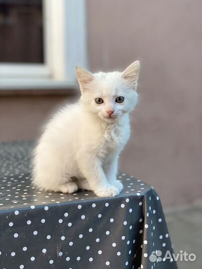 Отдам котёнка бесплатно