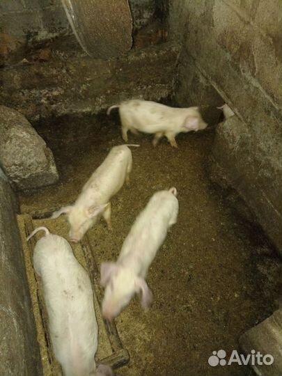 Поросята