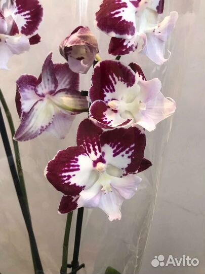 Орхидея детка и кашпо для орхидей