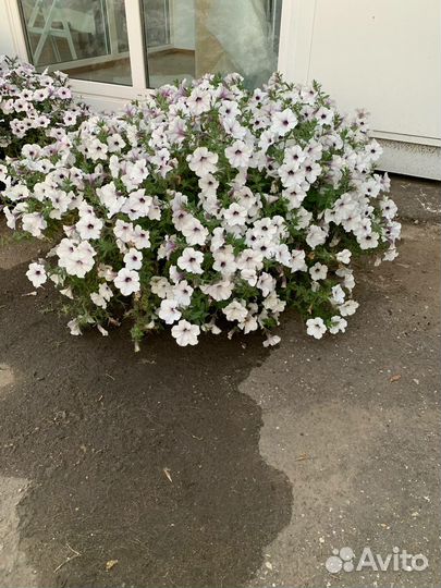 Рассада петунии Тайдал, Опера,Шок Вэйв, Пендолино