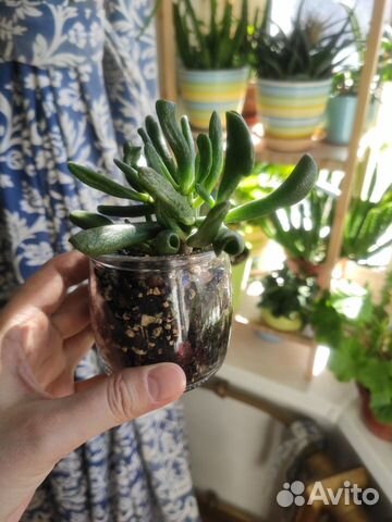 Крассула хоббит, и другие домашние цветы