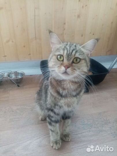Отдам шотландскую кошечку