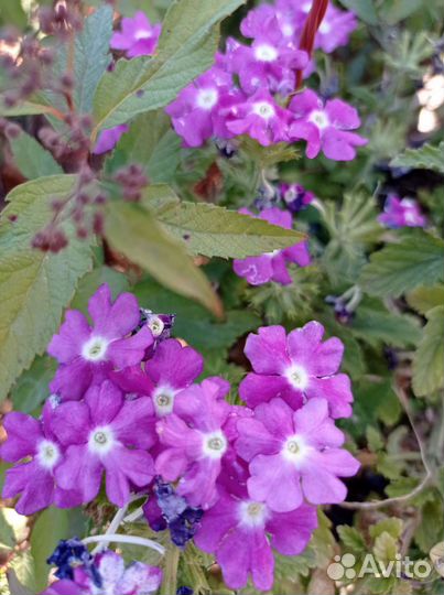 Вербена ампельная, вегетативная, коллизия