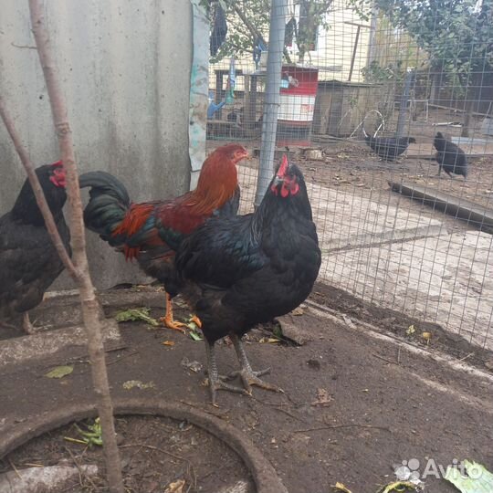Куры петухи