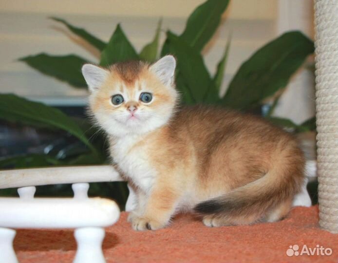 Шотландские котята