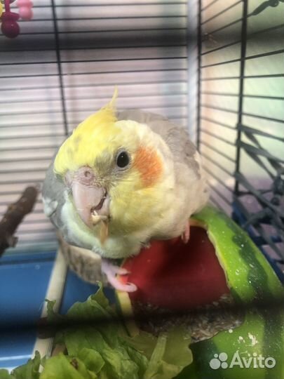 Попугай Корелла с клеткой