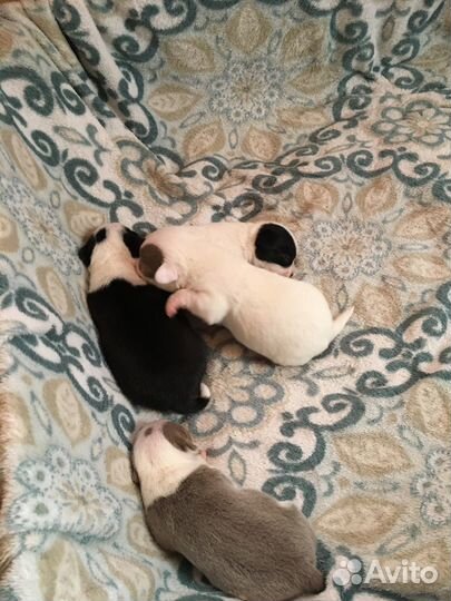 Щенки чихуахуа мини девочки