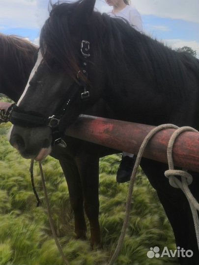 Продам лошадь жеребца