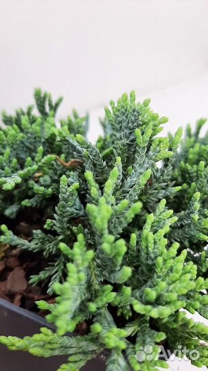 Можжевельник горизонтальный Ice Blue