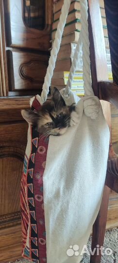 Котенок, девочка черепашка