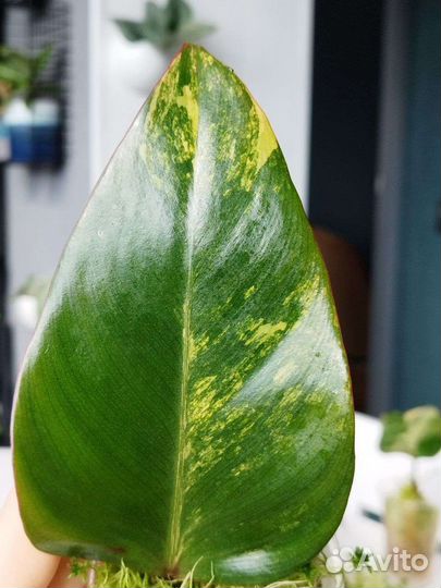 Филодендроны