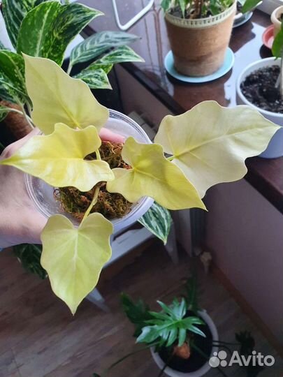 Филодендрон Gold Satin