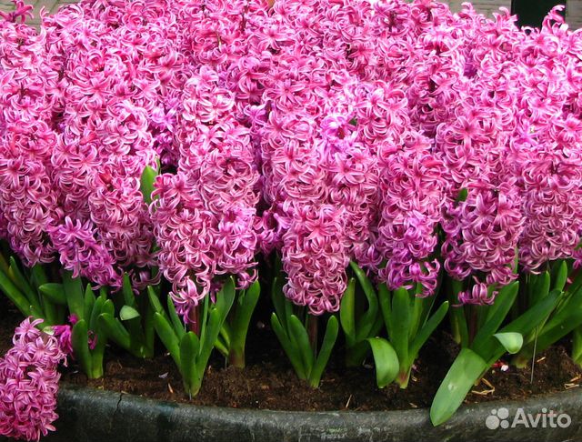 Рябчик императорский и геоцинты