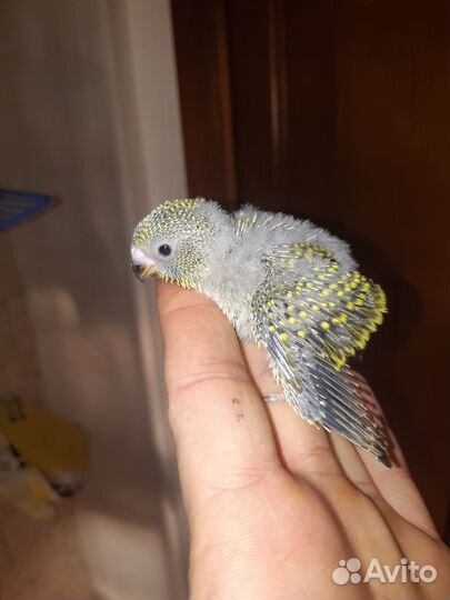 Волнистый попугай, птенцы