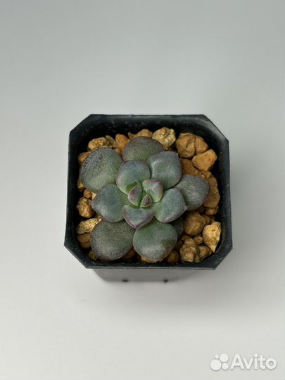 Комнатные растения: суккуленты 2