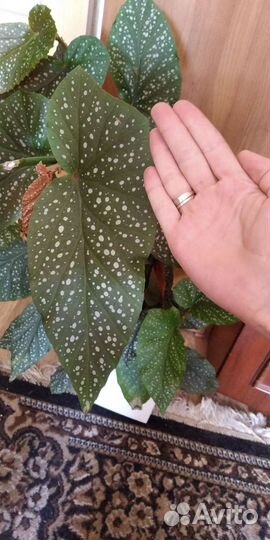 Бегония пятнистая (макулата)