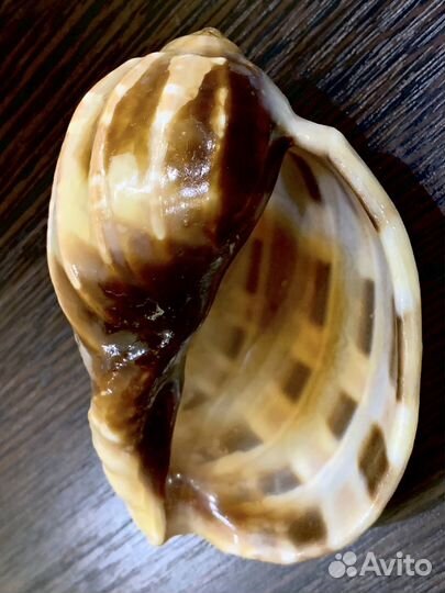 Бронь для Сергея Морские ракушки раковины