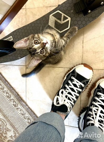 Котята 2 месяца