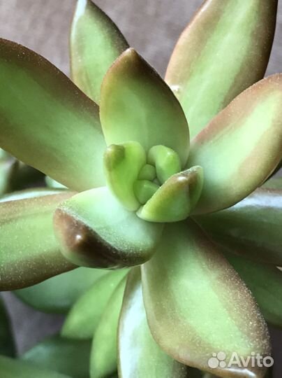 Очиток Алоэ остистое