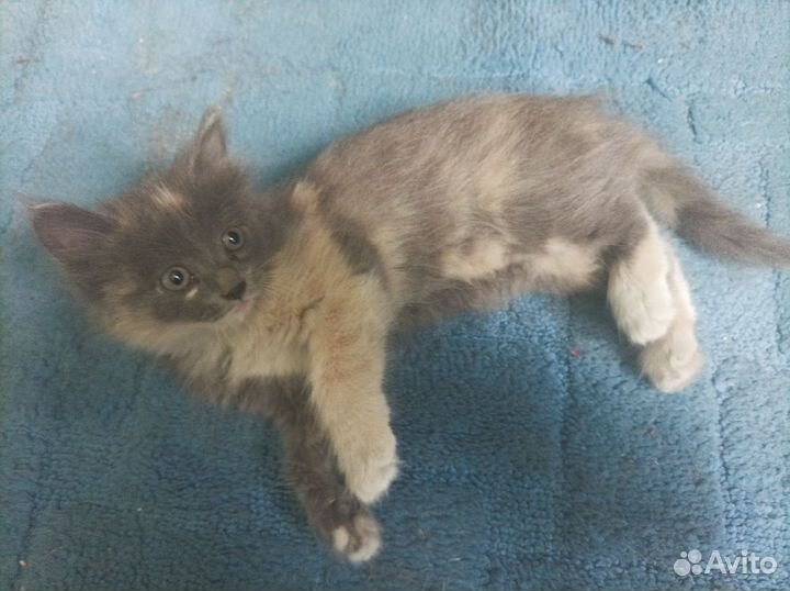 Отдам бесплатно котенка