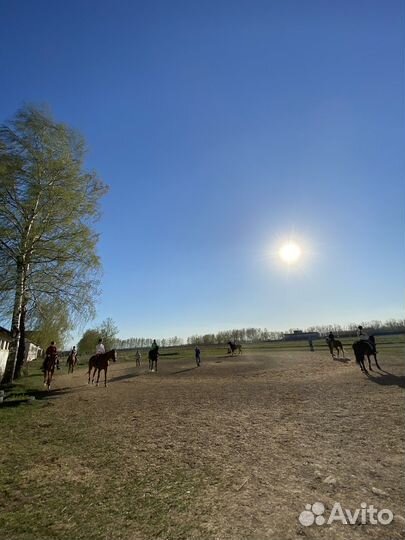 Конные прогулки