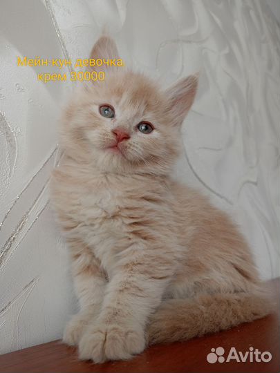 Мейн-кун