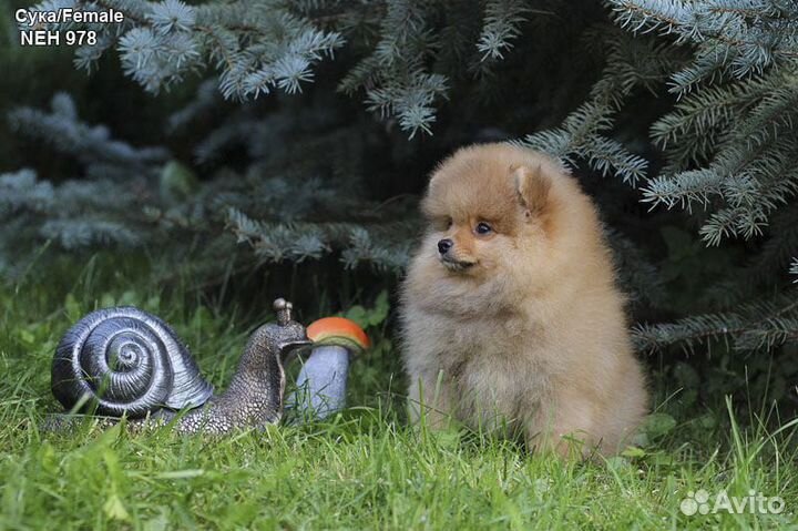 Щенки Шпица