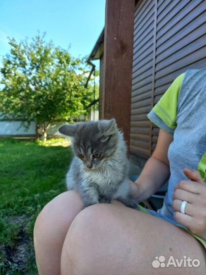 Кошки в добрые руки бесплатно