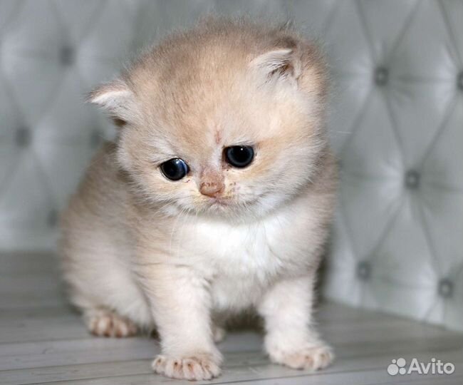 Девочка голубое золото Kleopatra Apple Wood