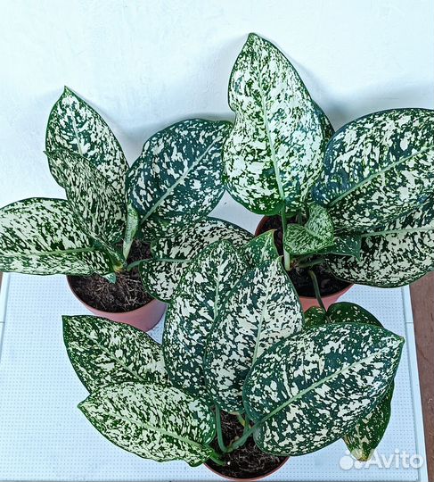 Aglaonema