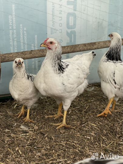 Курица молодка