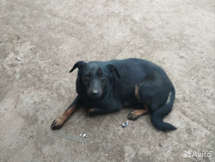 Щенки в дар