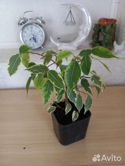 Бенджамина