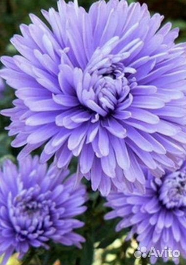 Многолетние Цветы