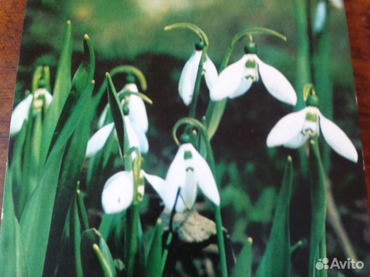 Открытки с цветами времен СССР. Цена за одну