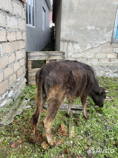 Коровы и телки бычки