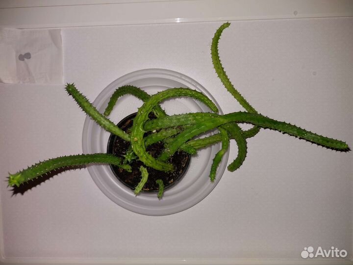 Стапелия, Сеткреазия, Алоэ, Золотой ус, Зебрина др